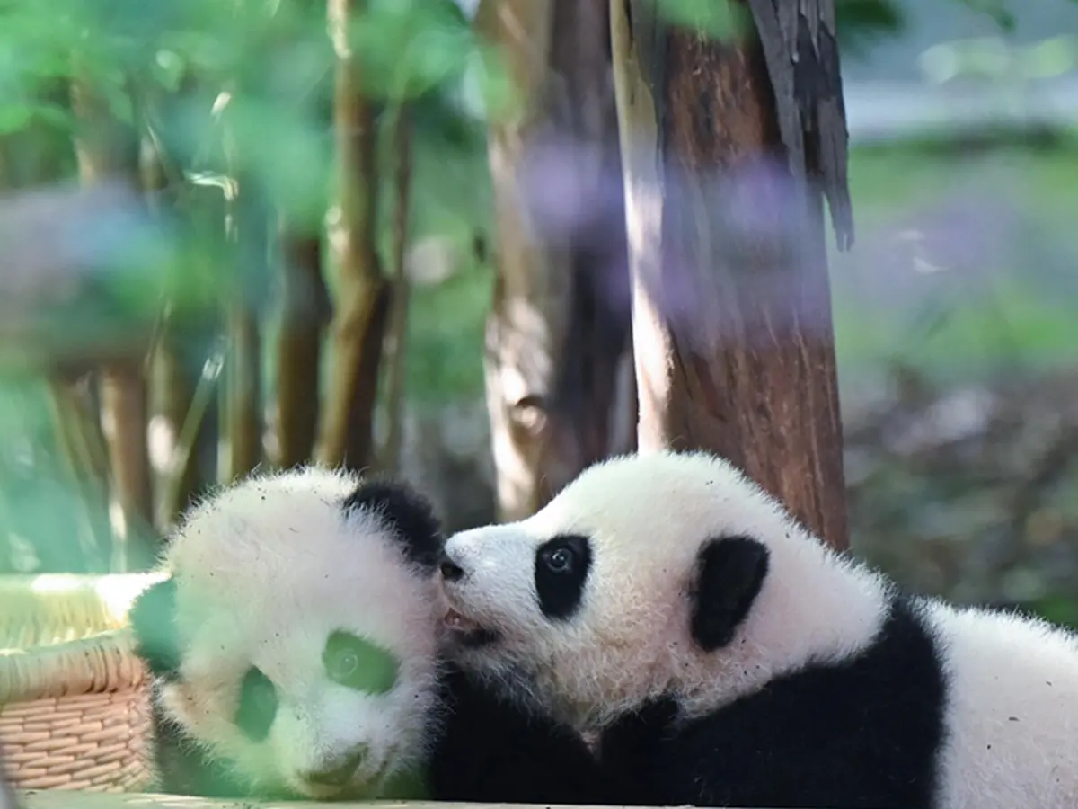 Chengdu & Chongqing: Pandas, Cyber City & Sichuan Flavours — Stage 4